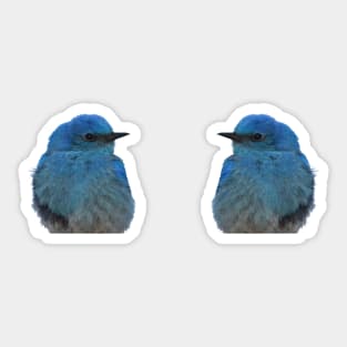 Twin Bluebirds Sticker